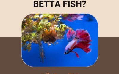 Can snails live with betta fish? Will they harm eachother?